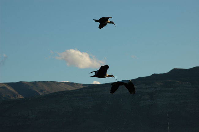 群れになって飛ぶカオグロトキ