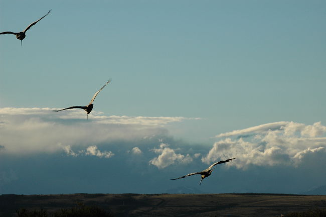 連なって飛ぶ姿は本当に美しいです。