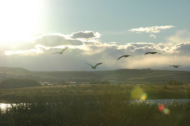 太陽に向かって飛んでゆきます。