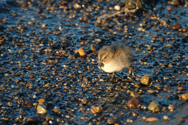 ふと見ると浜辺をひな鳥がトコトコ歩いてきます。<br />この後、こちらを警戒する様子もなく私の近くにちょこんと座りました。