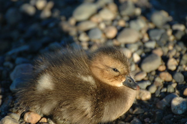 強風にじっと耐えているので、一緒になって座り込んでました。<br /><br />この子に会えただけでもアルゼンチンに来た甲斐があったよ。