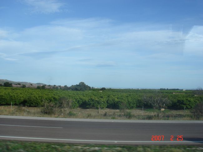 バレンシアへ向かうバスの中から。<br /><br />バレンシアオレンジ畑☆<br />