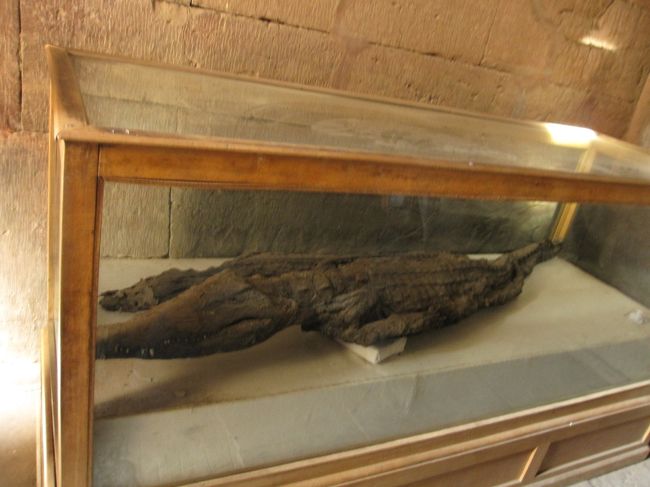 これがワニのミイラですか…！！<br /><br />形といい、デコボコした質感といい、<br />完全に原型をとどめている。<br /><br />人間のミイラと全く同じ手順で造られているんだそうだ。<br /><br />ワニは本当に大事に神聖に祀られていたのですね。