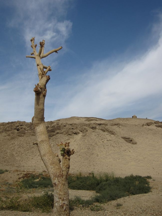 駐車場に向かう道にポツンとたたずんでいた木。<br /><br />なんだか自然のアートにも感じる？