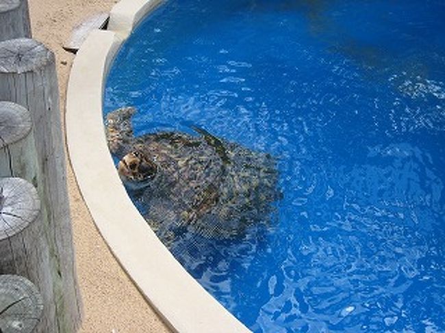 分かりますか？亀です。ウミガメ！