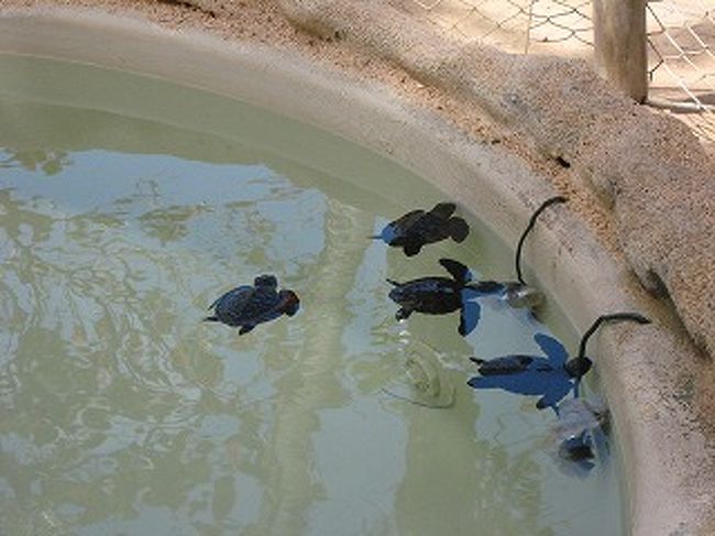 ウミガメの子どもです。ここはウミガメの楽園です。