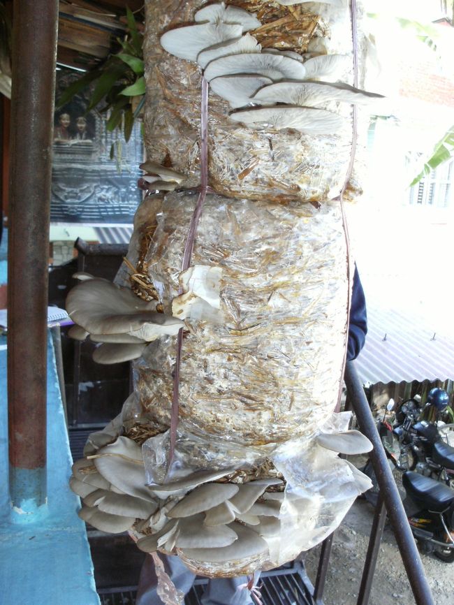 <br />　レストランの軒先で椎茸の自家栽培も