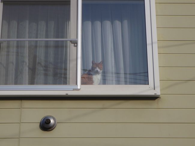 函館には猫が多いです。<br />港町だから？<br /><br />揃いも揃って人懐っこいんですよ〜！