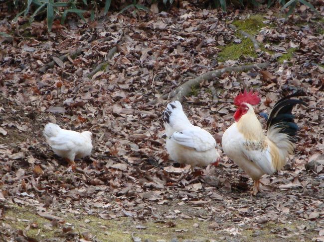 「ごちそうさまでした」<br /><br />美味しかったー。。<br />米屋別荘さんのプリン１個２５０円也。。<br /><br />敷地内には、チャボさんが。。。