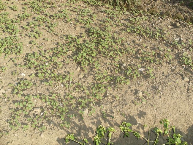 <br />　前庭で蕎麦の実を栽培していた・・<br /><br />　　