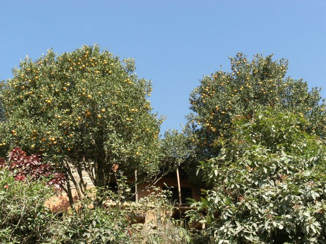 <br />　みかんが実っていた・・・<br /><br />　この辺りはみかんが獲れるほど温かいのだ、<br /><br />　ネパールのみかんは甘くて旨いが品種改良されていないので、皮が厚く種があるのが難点・・<br /><br />