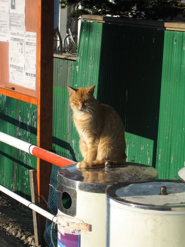 確か船見町のバス停です。<br />このネコは僕が帰る時も<br />同じ場所に同じ姿勢でいました。