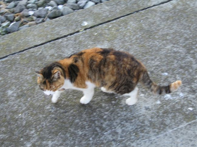 そこにいた人懐っこいネコ。