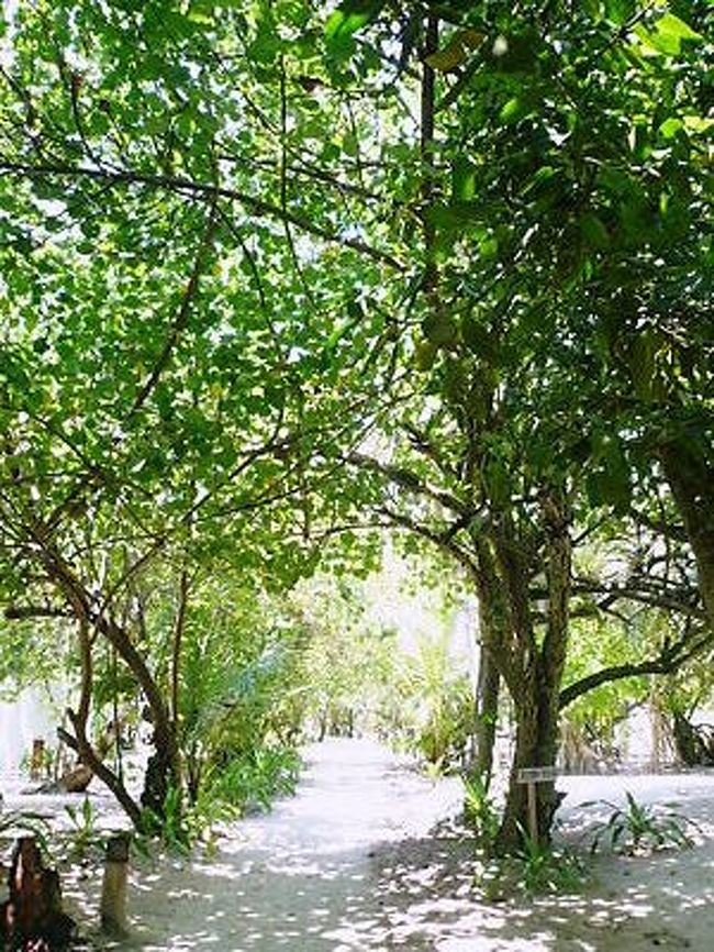 島内です。自然な感じながら<br />手入れもされておりとてもきれいでした。