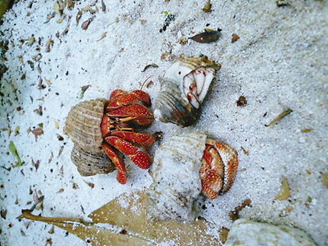 この島には大ヤドカリがわんさかいて驚きました。<br />最初1匹見つけた時は、これ大きい！なんて、<br />驚いたけどのちに大群だった事を知り二度びっくり。<br /><br />ここまでデカイとあんまり可愛くないなぁ。<br />