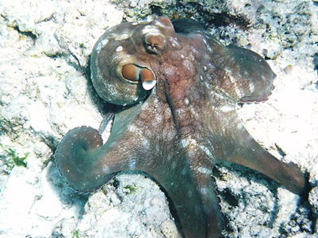 タコ！も何度か見ました。<br />いつもはヒュッと逃げられてしまうのですが、<br />まったく逃げず。<br />クネクネとわたし達の下を行ったり来たり。