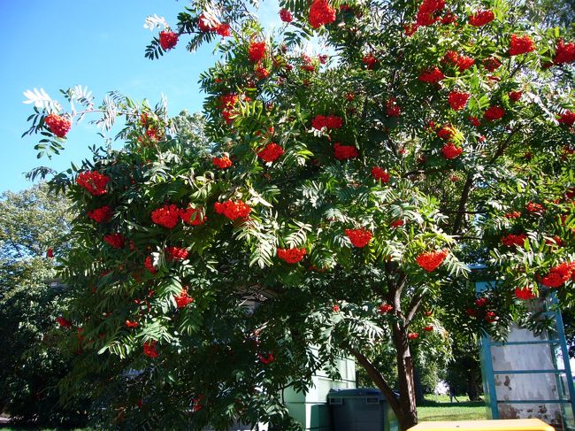 何の実でしょう？<br /><br />たわわに実っていました。