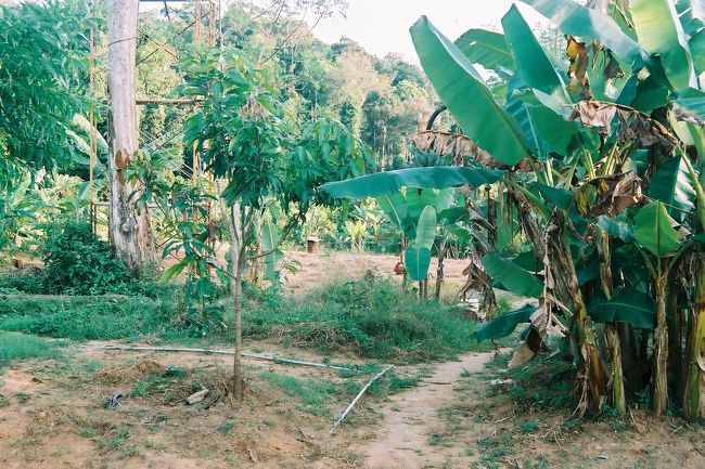 熱帯雨林になるのだろう。ジャングルだ。<br />