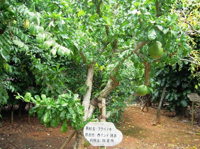 いろいろな植物も植えられています