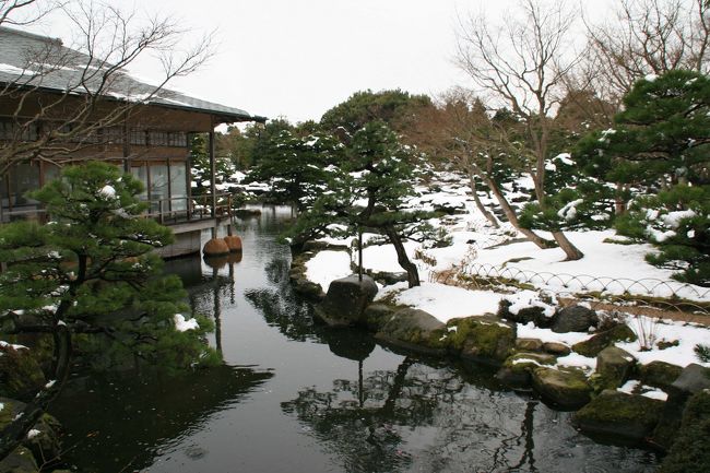 山陰の冬の風物詩・寒牡丹と白鳥が見たくて』美保関・大根島 山陰の冬の風物詩・寒牡丹と白鳥が見たくて』美保関・大根島