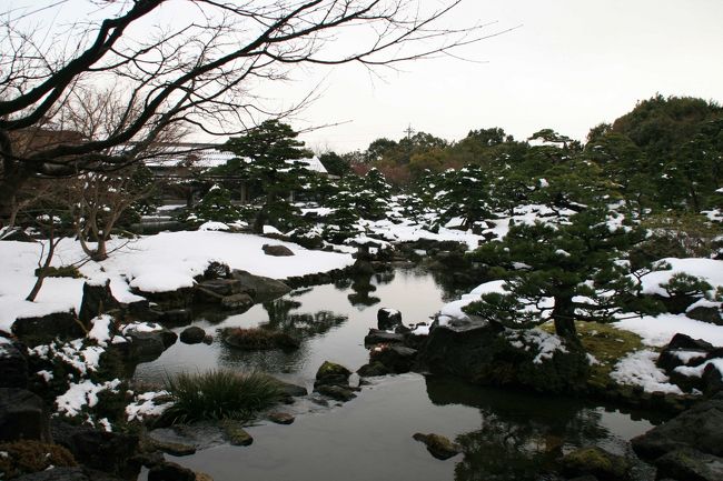 山陰の冬の風物詩・寒牡丹と白鳥が見たくて』美保関・大根島 山陰の冬の風物詩・寒牡丹と白鳥が見たくて』美保関・大根島