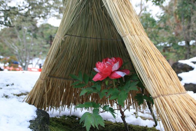 山陰の冬の風物詩・寒牡丹と白鳥が見たくて』美保関・大根島 山陰の冬の風物詩・寒牡丹と白鳥が見たくて』美保関・大根島