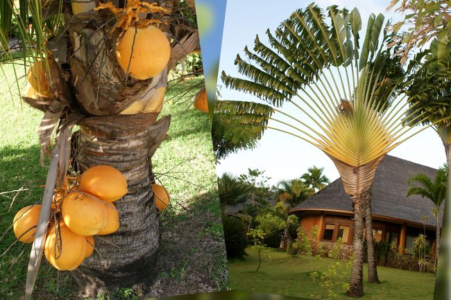 野生の棕櫚