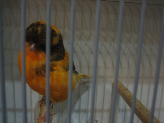 日本で言うと18きっぷのような物を買って全員で鉄道移動<br />＆そこからはタクシーで移動した。<br />2日そこへ通ってみた。<br />つか、1日では見切れない広さだった。<br />お世話役の方が付ききりで話し相手等をしてくれる<br />あたまをフル回転させて英語で話しまくる・・・<br />通じてるの？　早口だと言われた。そ、そう？（＾＾；<br />日本語も主語がないのですごい早口です＞＜；<br /><br />かわいいでかい　カナリア<br /><br />欧州中から来てます。<br />国、地方、出品者？　品種等　書いてあります。<br /><br />グッズ販売や食事コーナーはすごい人