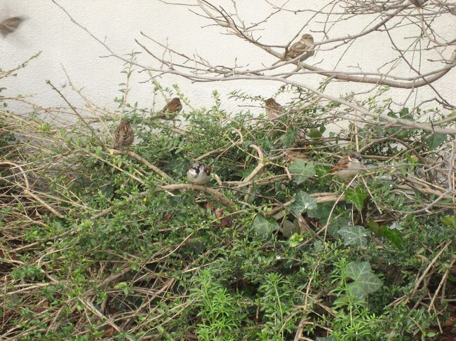 街中の木にさりげなくつるされたバードケーキに<br />群がるすずめこころなしかでかい？<br /><br />このあとグランパレスに戻ったんだな．．．