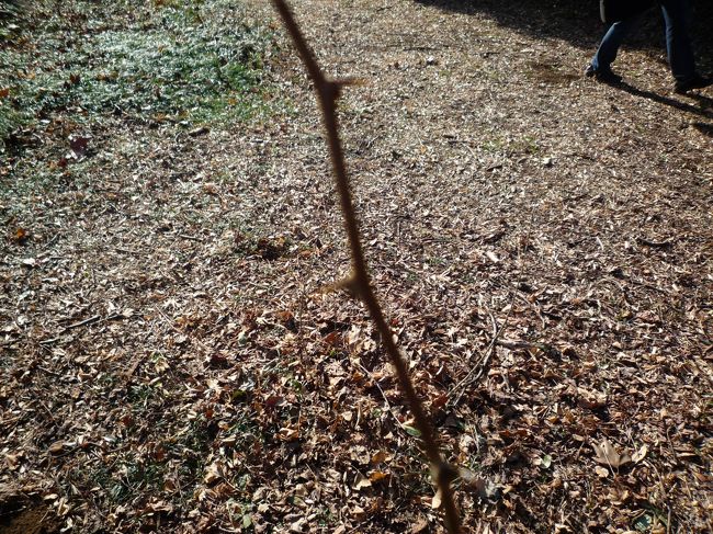 　歩いていたら、しっかりと１本、高さ<br />８０CMぐらいでしょうか、立っている枝（木？）<br />を発見、トゲトゲ（写真がぼやけてますが）で<br />次男は、気になるようで、何回も写真と撮って<br />ました。