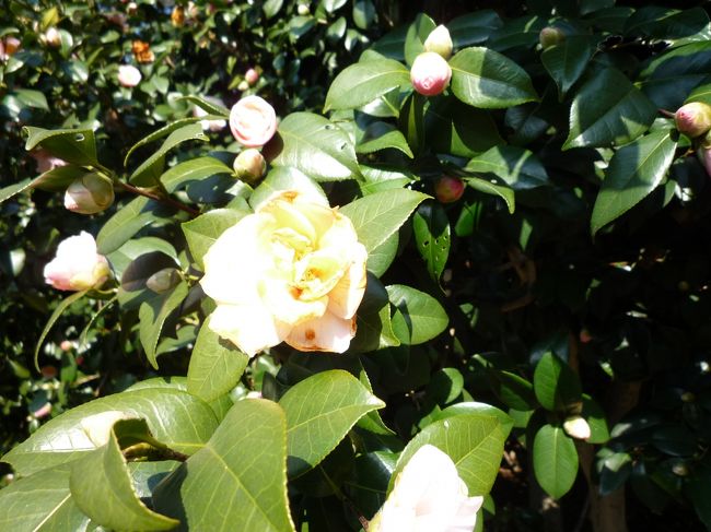 　接写は、難しいですね。