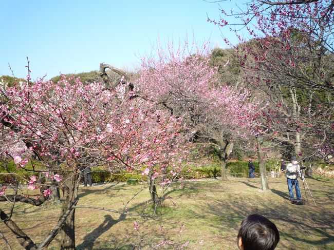 　一眼レフ＋三脚の方がたくさん<br />おられました。<br />　梅が綺麗です。