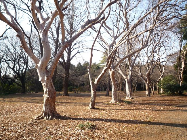 　様々な木が有り、勉強になります。