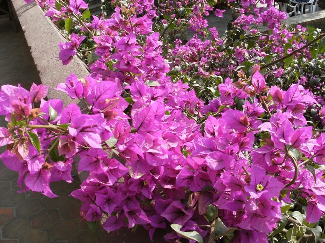 <br />　　気分転換にキレイな花を・・