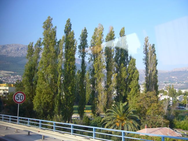 スプリットを後にし、この日の最終目的地・トロギールへ。<br /><br />写真は、移動中車内から撮った糸杉の木。<br />日本ではあまり見られないそうです。<br />細長い木ですね〜<br />旅行中時々見かけました。