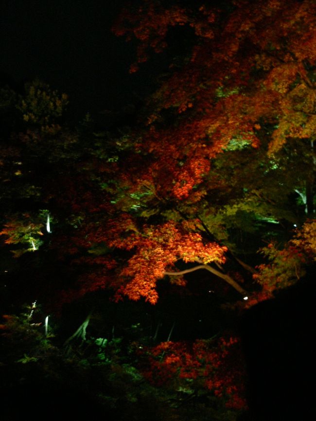 京都・高台寺　ライトアップされた紅葉