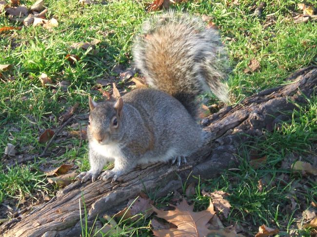 さぁ一度、ホテルに戻ります。<br />リンカーン記念館を出て歩いていたら池の所に沢山のリスがいました。<br /><br />人に慣れているのかカメラを近づけても逃げません。