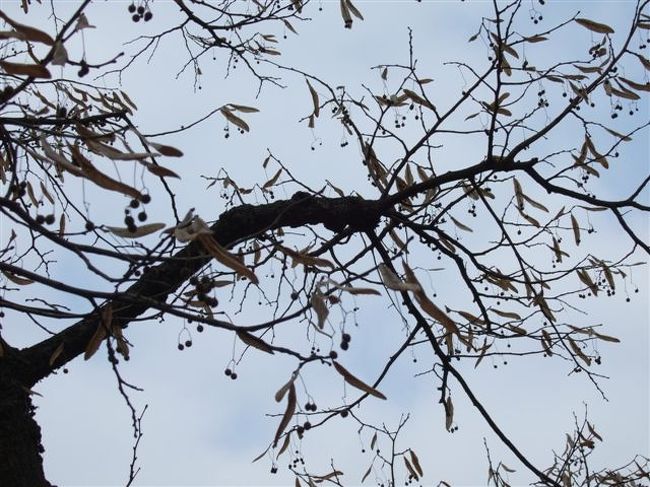 タクシー観光（3時間ｺｰｽ）<br /><br />金閣寺<br /><br />菩提樹の実（？）はたくさん付いてても最後は二つ（ペア）になるそうです。<br />さくらんぼみたい( *´艸`)