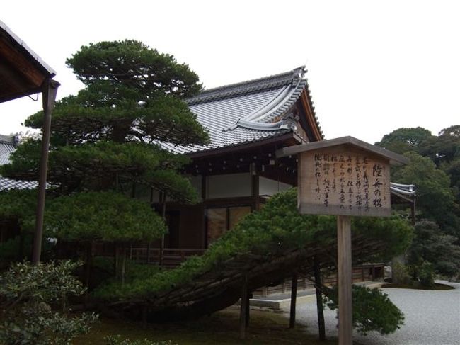 タクシー観光（3時間ｺｰｽ）<br /><br />金閣寺<br /><br />陸舟の松<br /><br />鏡湖池の東側、方丈の北側に建てられている書院の庭に京都三松の一つに数えられている松の木で、船の形をした「陸舟の松」がある。<br /><br />この五葉松は義満の盆栽から移植され、帆掛け船の形に仕立てられたものとされており、舳先は西の方角を向いている。これは、この船に乗って西方浄土に向かうという発想からこの形に仕立てられたものという。<br /><br />樹齢は約600年といわれているが、タクシーのおっちゃん（70歳代）が小さい頃も約600年と言われてるようです。。。<br />そろそろ約650年とか言ってもいいのかも( *´艸`)