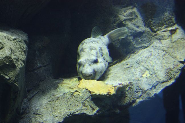 自然と人との結びつき　「海遊館」