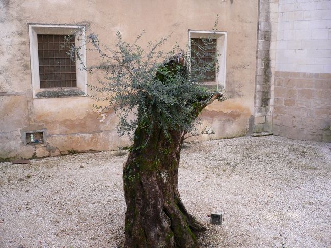 旧カテドラルの横に在る樹齢1000年以上のオリーブの木