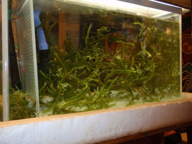 お店には２１時頃に訪れたのですが、かなり混雑していて予約していてよかったなという感じ。案内されたカウンター席の前にある水槽で海ぶどうが泳いでました。