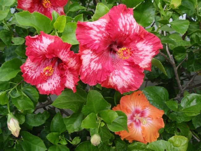 ホテルに着いてからはのんびりするだけと決めていたので、敷地内をゆったり散策。ハイビスカスがとても大きくびっくりしたのですが、ホテルの方に聞いてみると、品種改良しているとのことでした。