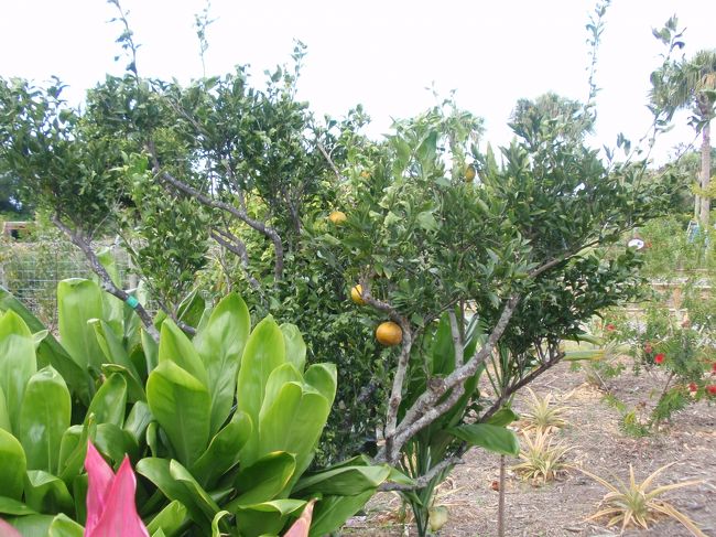 ガーデンを抜けると果樹園があります。ところどころ果物が生っていました。
