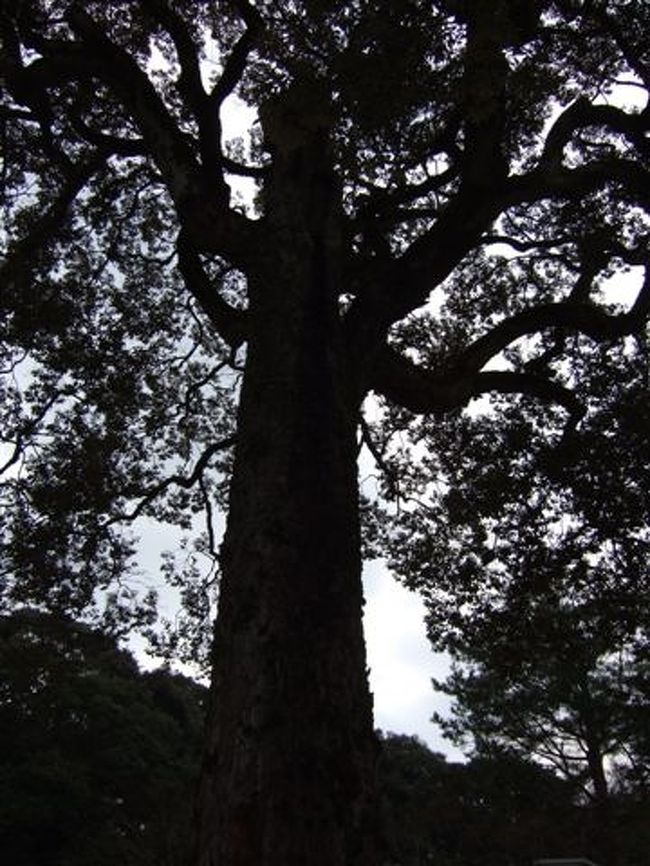 タクシー観光（3時間ｺｰｽ）<br /><br />金閣寺<br /><br />大きくて立派な木だったので撮ってみました。<br /><br /><br />もしかして櫟樫(イチイガシ)かも。。。<br />そうだったら京都に残る櫟樫の巨木として貴重であり、昭和58年6月1日京都市指定天然記念物に指定されています。