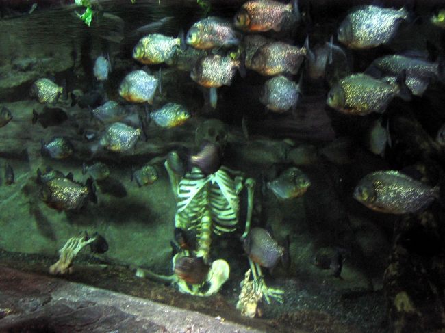 ＜釜山アクアリウム＞<br />ヘウンデにある水族館。<br />けっこう大きい水族館です。<br />海底トンネルとかピラニアの水槽には骸骨があります。<br />