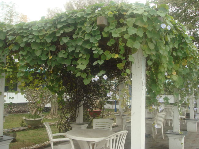 プールサイドのルーゴラを、一本の木が覆っていて、