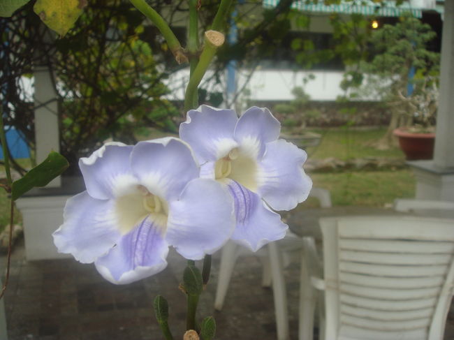 こんなお花がいっぱい下がっています。