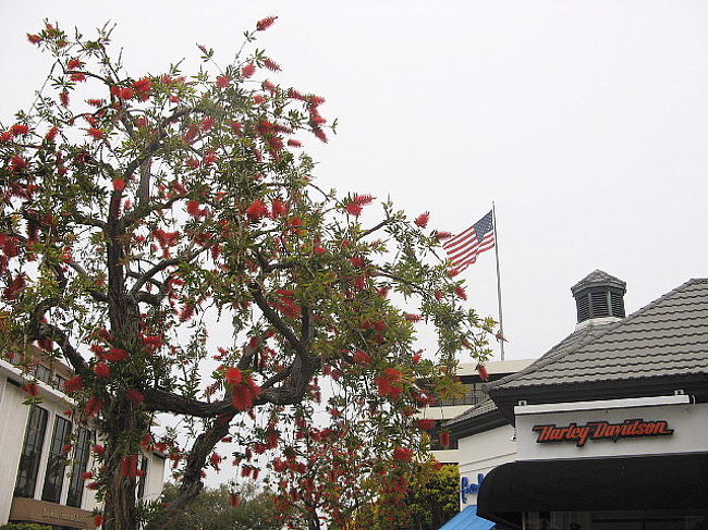 何と街路樹は真っ赤な「ブラシの木」こんなに大きくなるのですね！お花も満開！やはり暖かい土地なのですね。旅から戻ってきて庭のブラシの木を覗いたらまだまだ一つも咲いていませんでした。