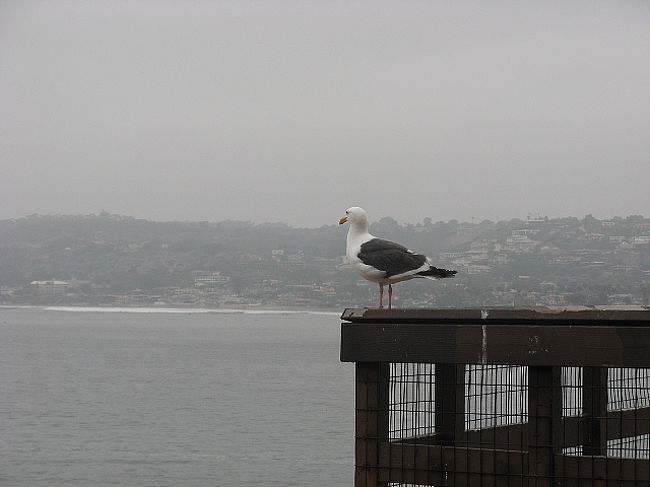 海岸の花の小道で出会ったカモメ。。。